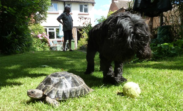 Myrtle, Wilson, Peter, and a Tennis ball