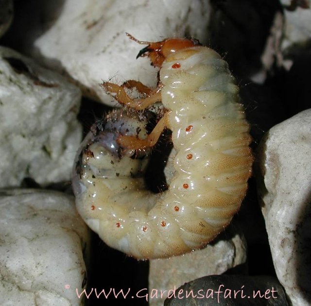 Picture from http://www.gardensafari.net