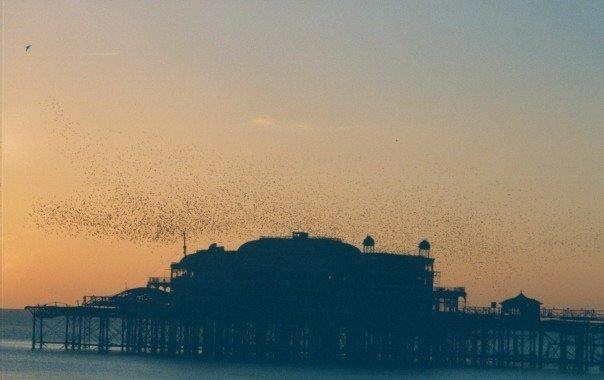 Starlings coming to roost at The West Pier in Brighton