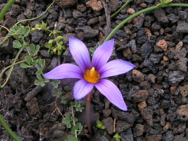 Delicate Flower in Lanzarotte