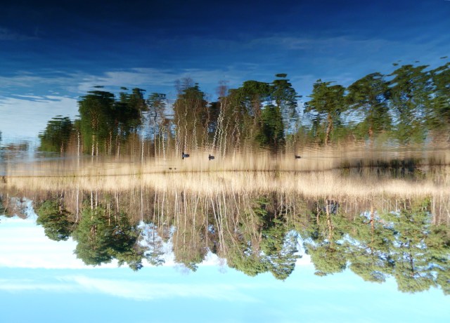 Black Pond Esher common