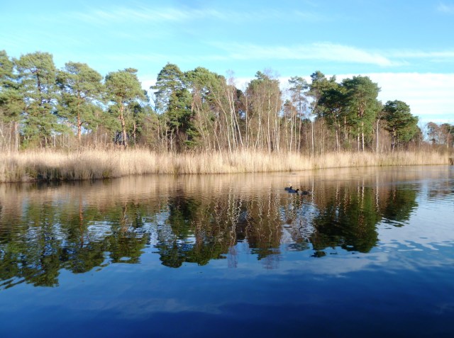 Black Pond, Esher Common, December 2012