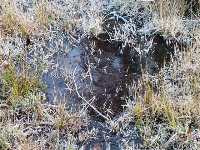 Frozen Marsh, Esher Common
