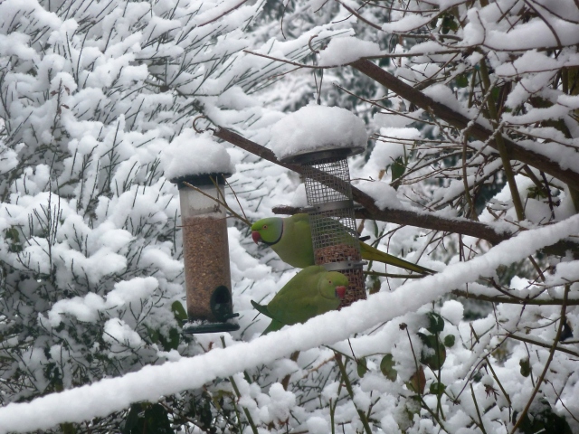 Parakeets in the snow