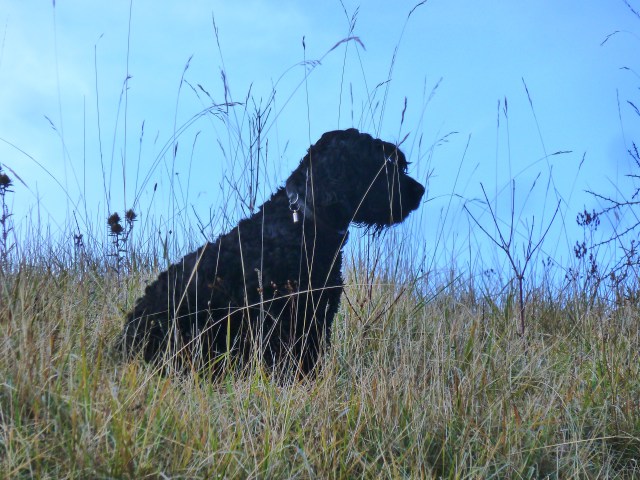 Wilson Pondering at Box Hill