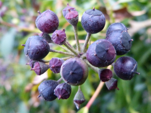A close up photo of Ivy Berries