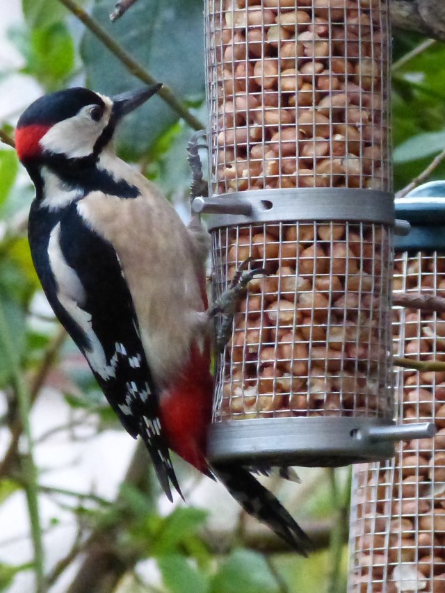 Great Spotted Woodpecker