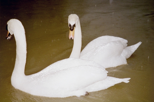 Swans on the flooded Mole at Cobham