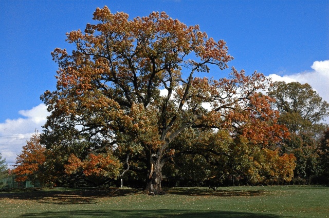 http://upload.wikimedia.org/wikipedia/commons/thumb/8/80/Old_oak_tree_in_Florham_Park_NJ.jpg/1280px-Old_oak_tree_in_Florham_Park_NJ.jpg