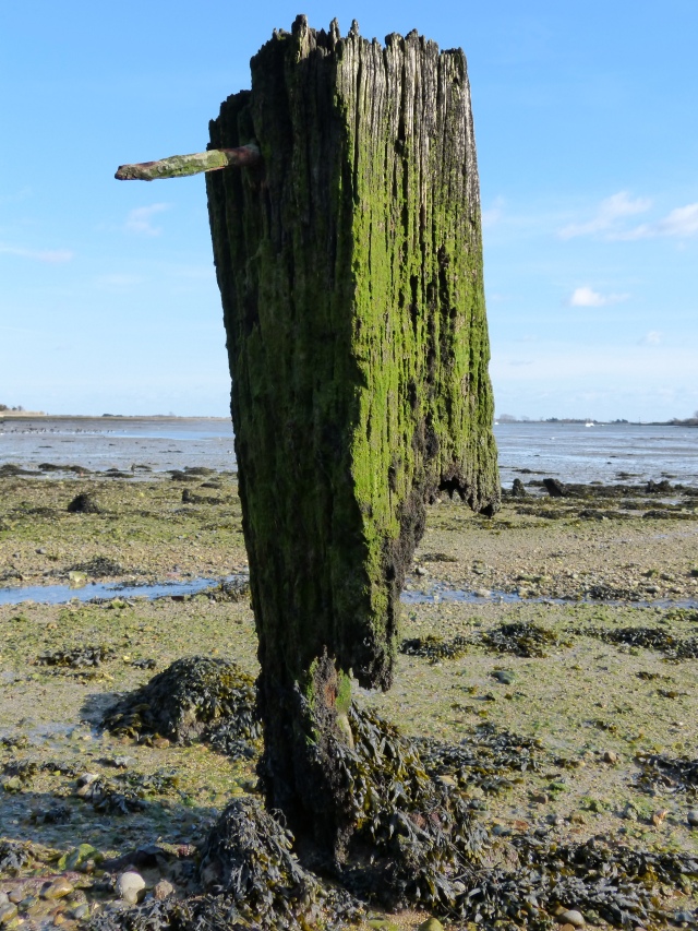 Part of old moorings in Chichester Harbour