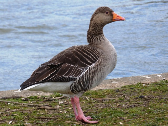 Greylag Goose looking just right