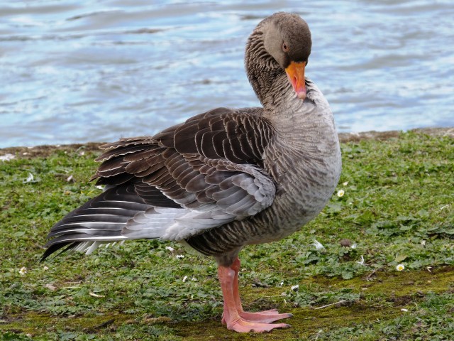 Greylag Goose getting his feathers just right