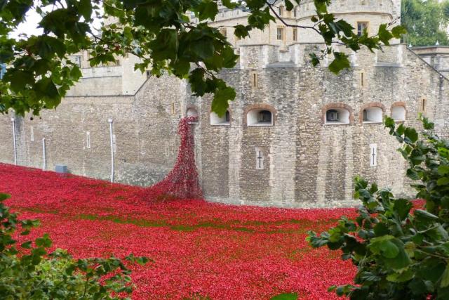 Sea of poppies