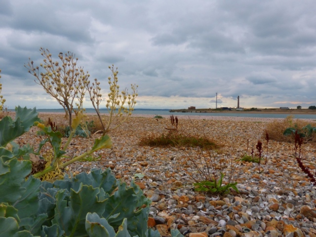 Sea Kale (Crambe maritima) & the entrance to Langstone Harbour from Sinah Beach on Hayling Island 
