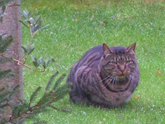 Our large cat, who admittedly did make quite a noise coming through the cat flap...