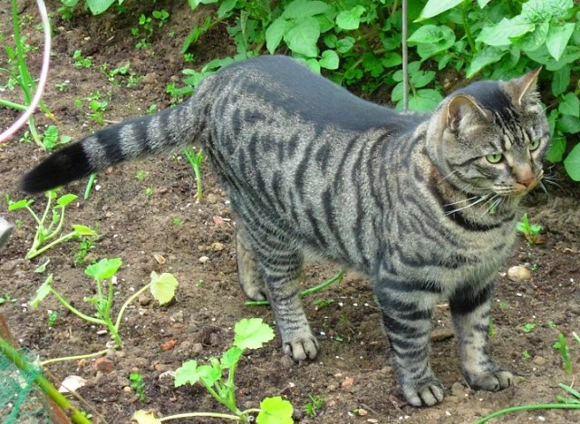 Our first cat Tiggles was very big... we had to install a Small Dog cat flap for him as he nearly got stuck in the normal one