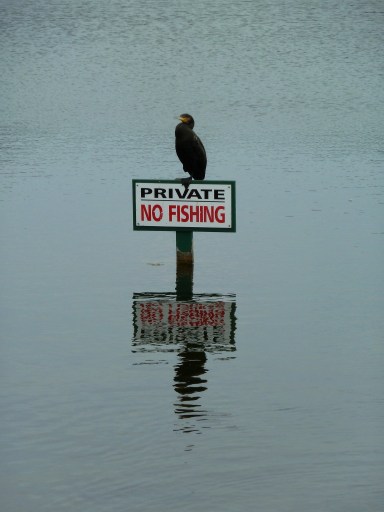 Cormorant Fishing in Birdham Pool