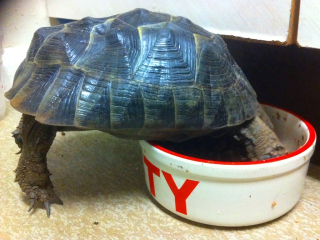 Myrtle trying to steal some of Wilson's food...