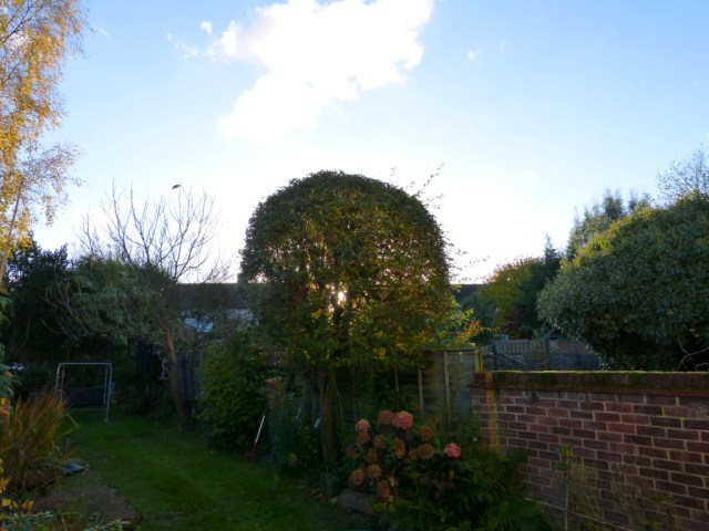 The afternoon sun can come into our garden again