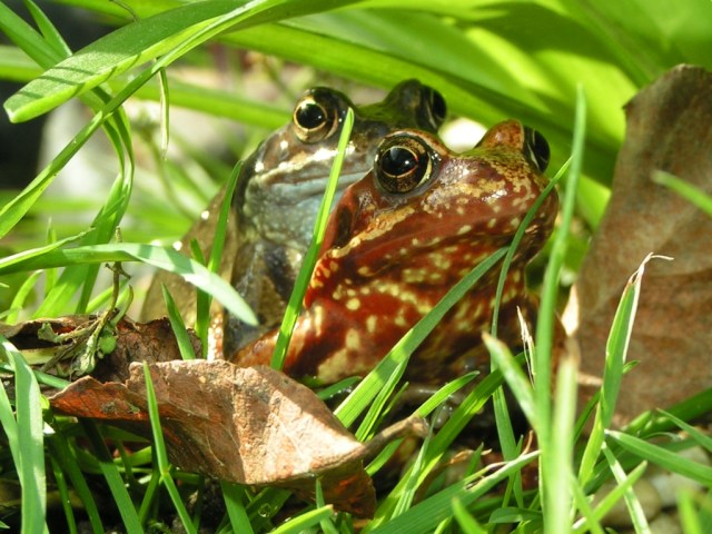 Frog hugs