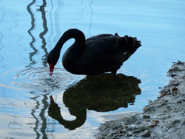 Black Swan
