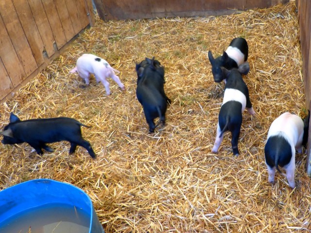Piglets at the Chertsey Show