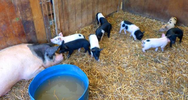 Pigs at the Chertsey Show