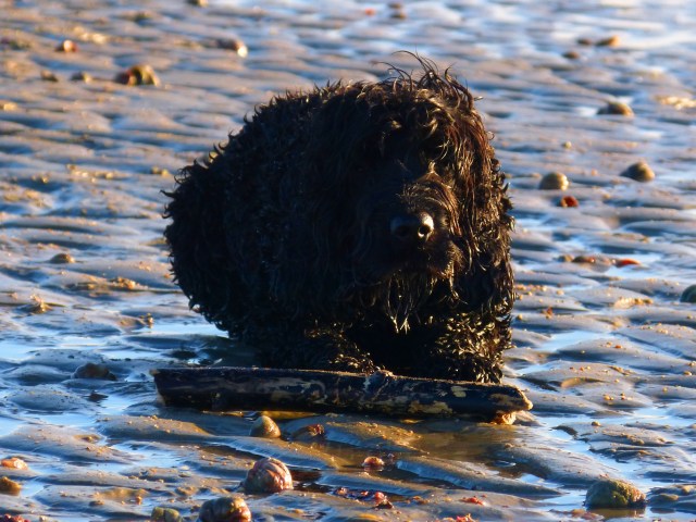 Wilson waiting patiently with his stick while I photograph the starfish