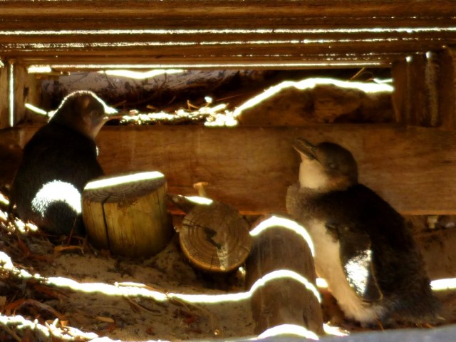 Some Penguins hiding under the boardwalk