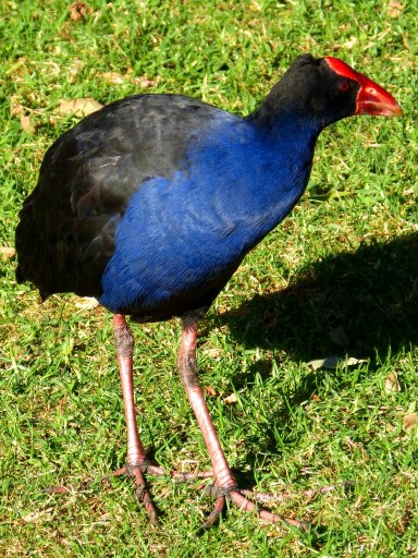 Purple Swamphen or Red Seal Coot