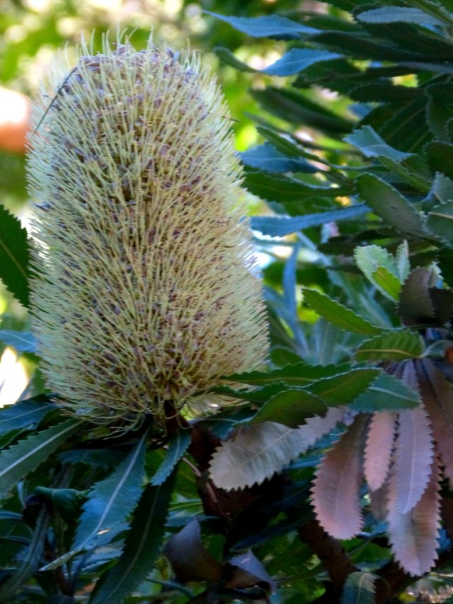 Botanical Gardens Melbourne