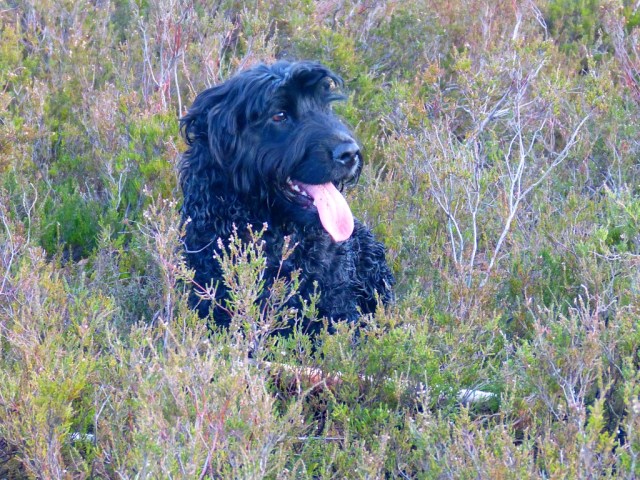 Wilson and his stick