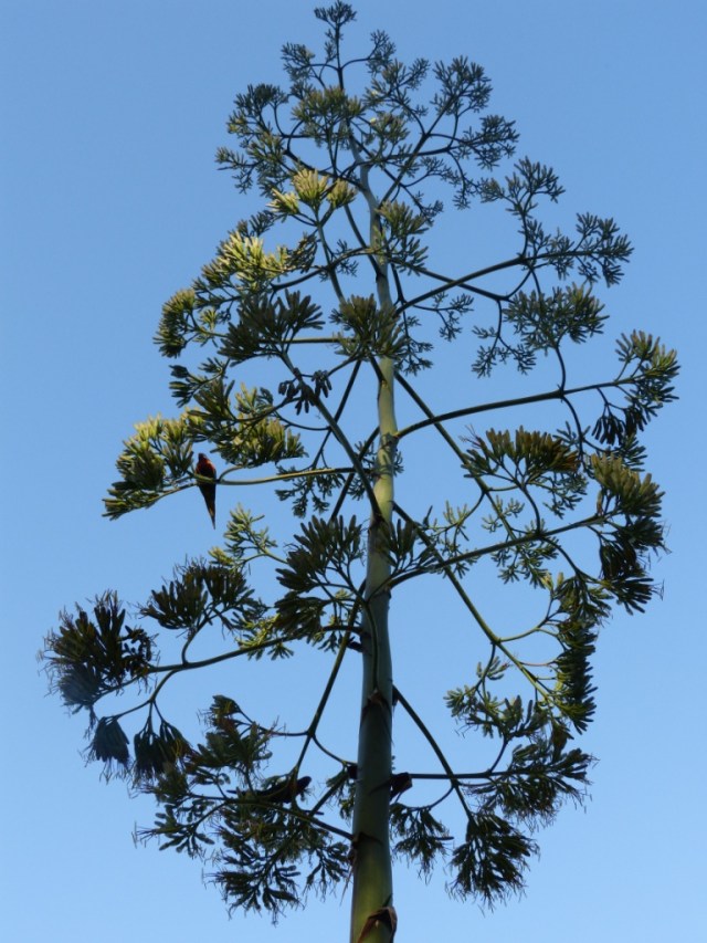 Zooming out from the tree, the Lorikeet is hardly visible