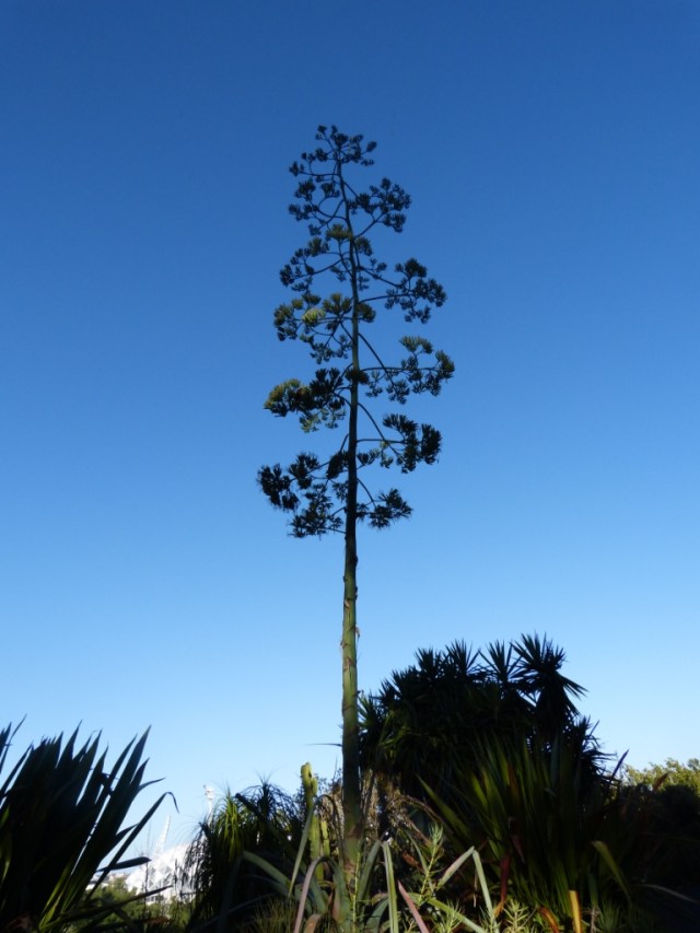 And zooming out even further... the tree is not a tree!