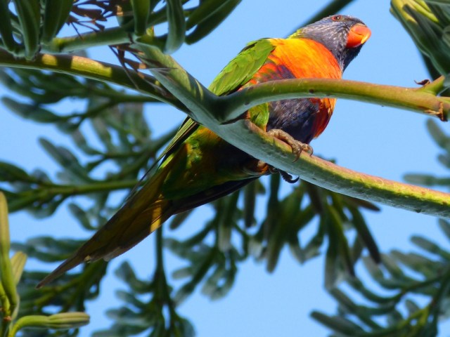 A Rainbow Lorikeet in a tree in the Botanical Gardens in Melbourne