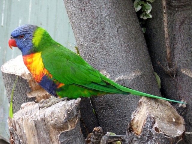 Rainbow Lorikeet