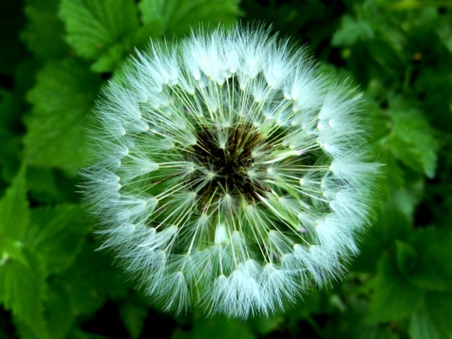 Dandelion