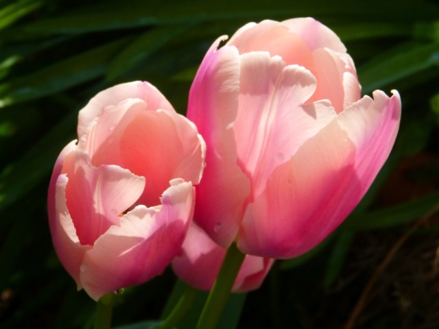 Pink Tulips