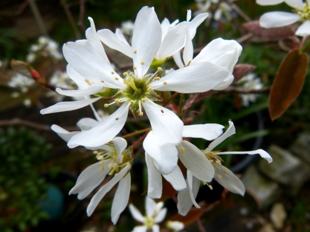 Amelanchier