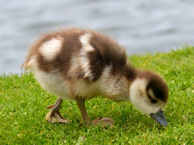 Egyptian Gosling