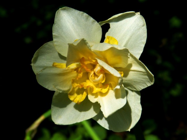 Narcissus