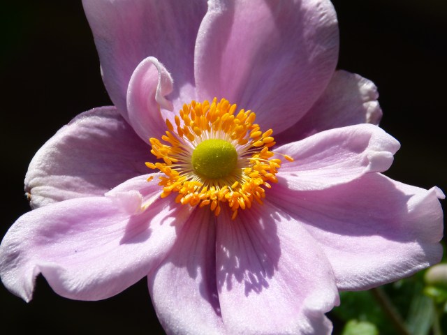 Japanese Anenome