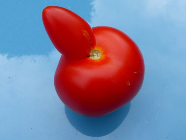 My first tomato