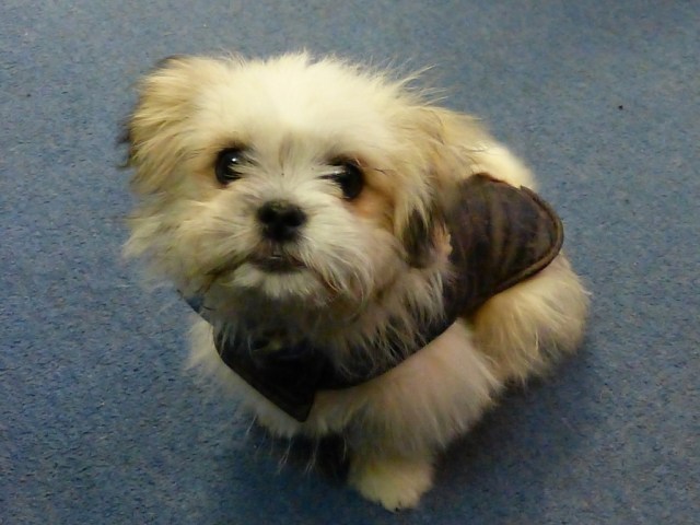 Woodrow's 'Pilot jacket'