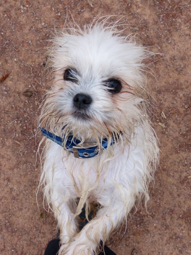 Rather smaller not so fluffy dog