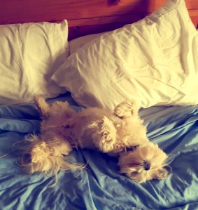 Woody, lets go for a run!